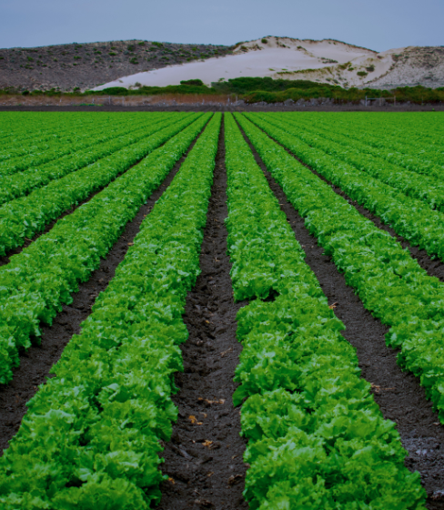 Kayo-partners-zones-agricoles-visuel